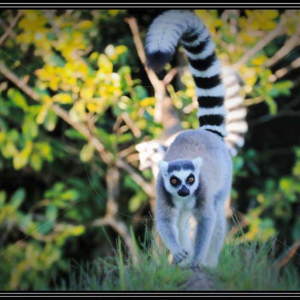 petit singe de Madagascar